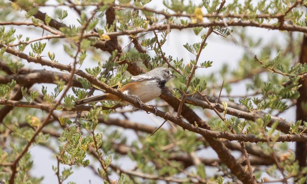 Banded Parisoma - ML638283550