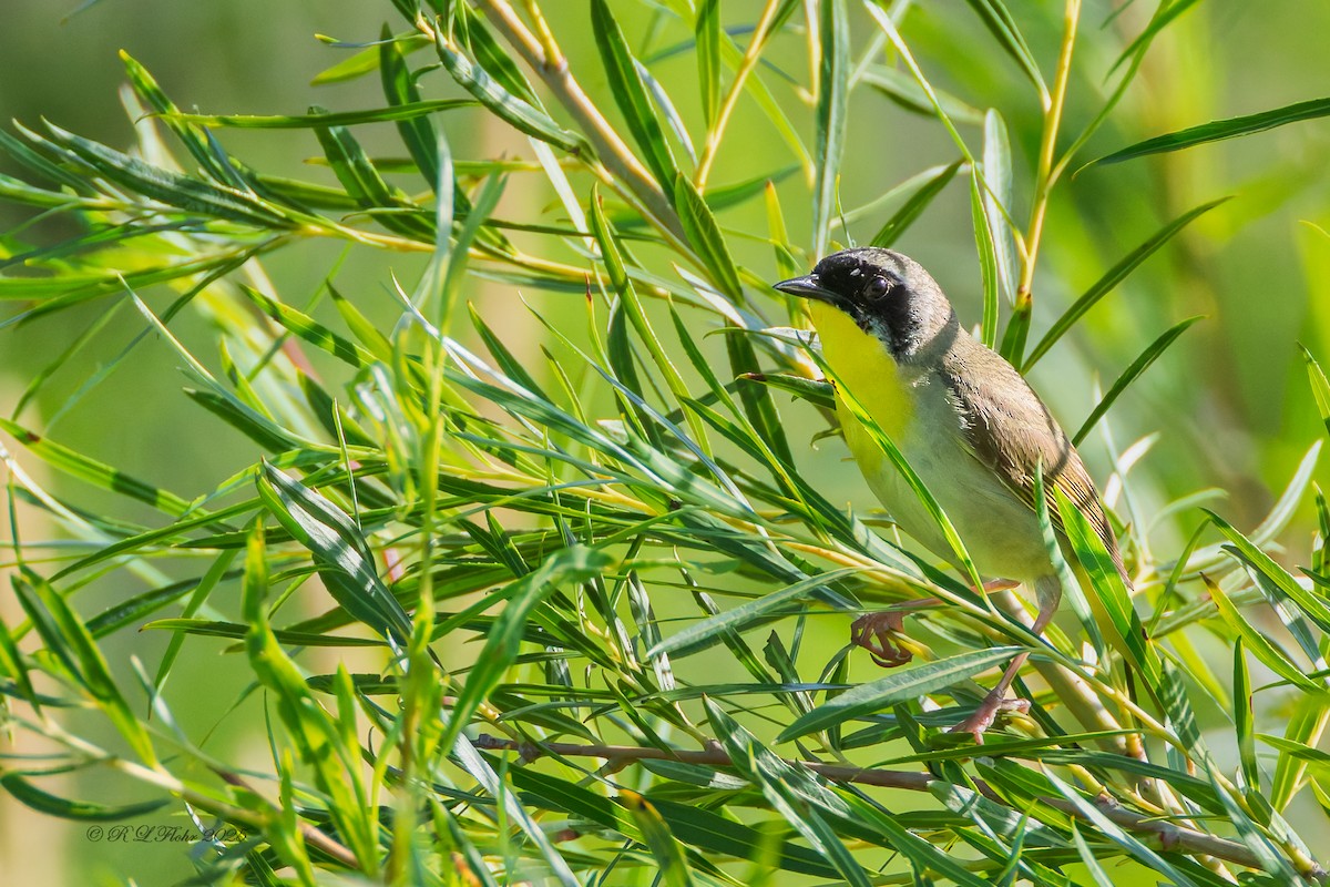 Common Yellowthroat - ML638283552