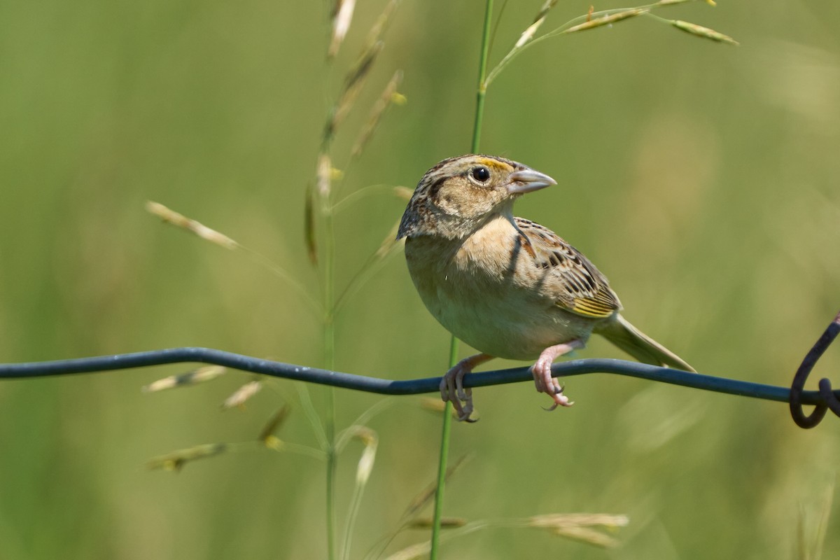 Grasshopper Sparrow - ML638283560