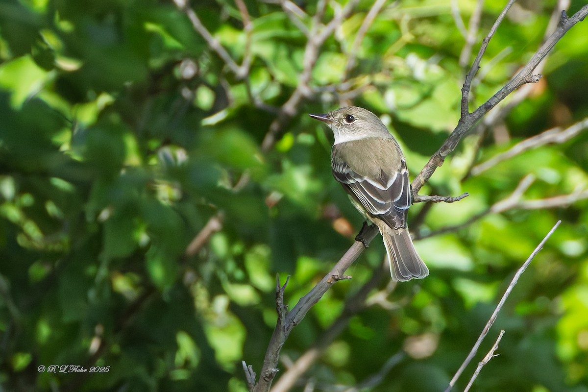 Willow Flycatcher - ML638283568