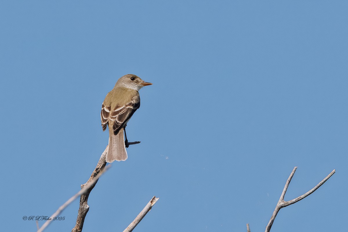 Willow Flycatcher - ML638283583