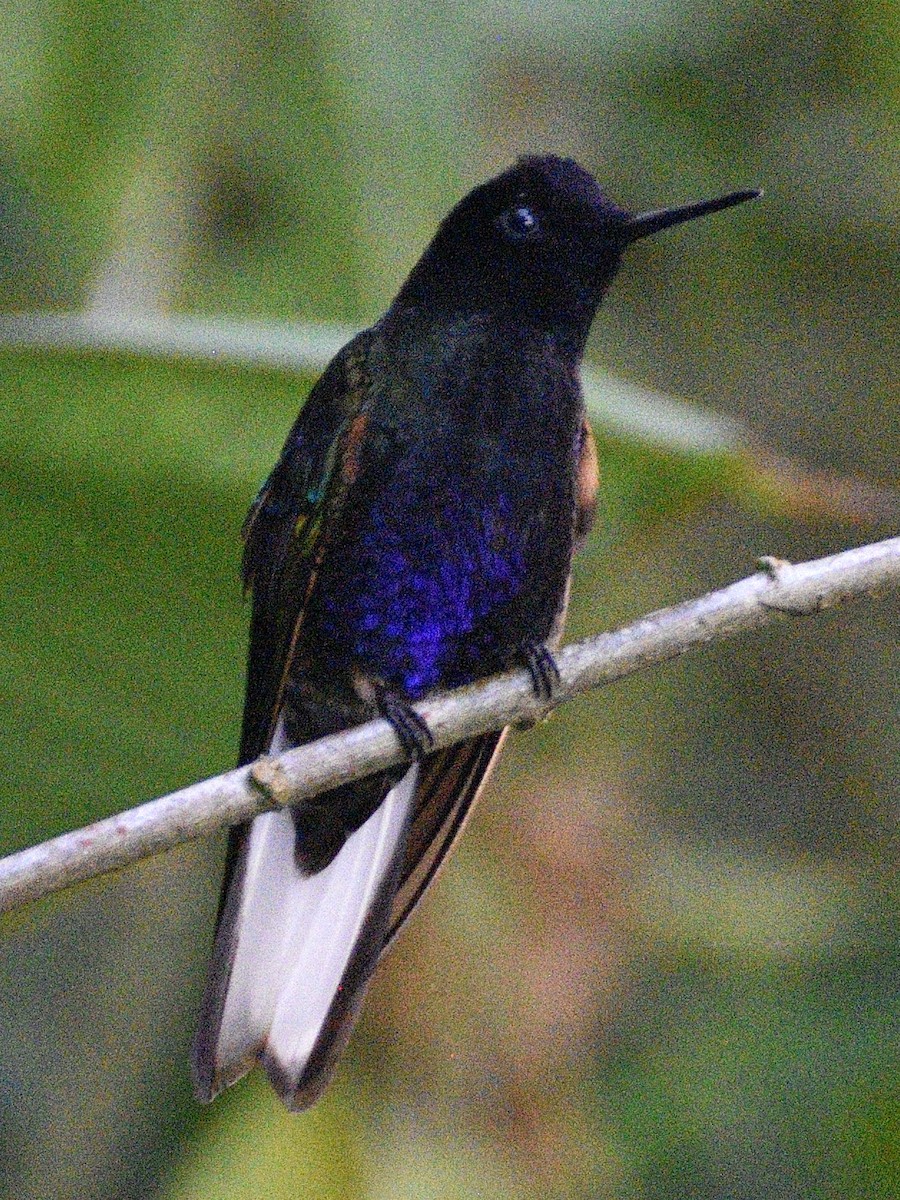 Velvet-purple Coronet - ML638283597