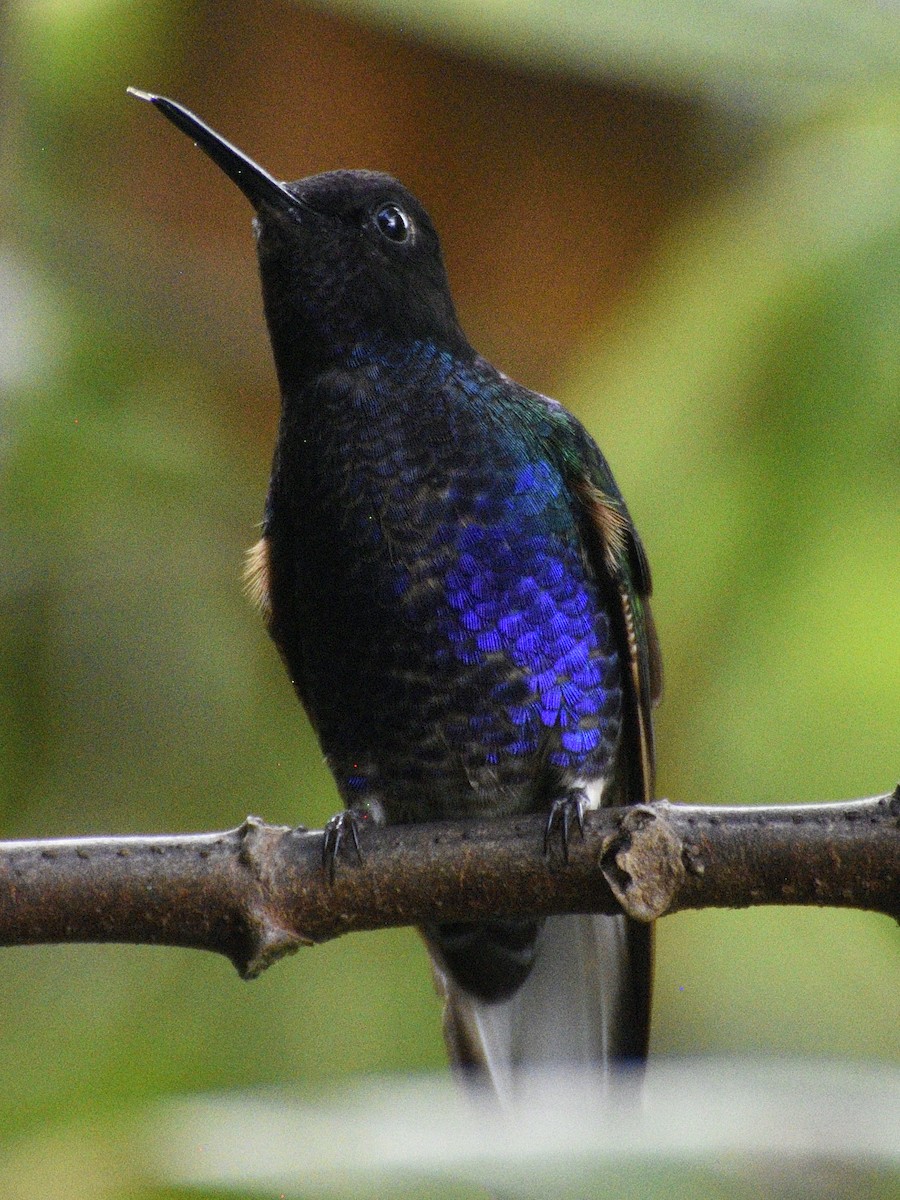Velvet-purple Coronet - ML638283598