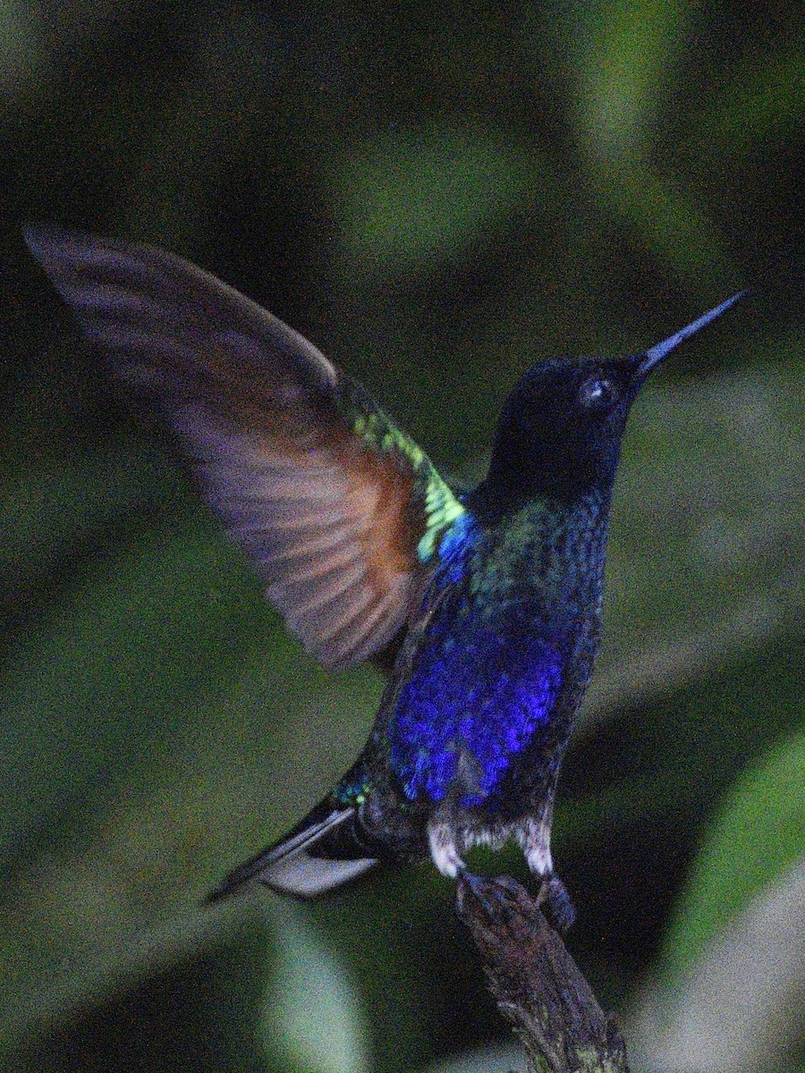 Velvet-purple Coronet - ML638283600