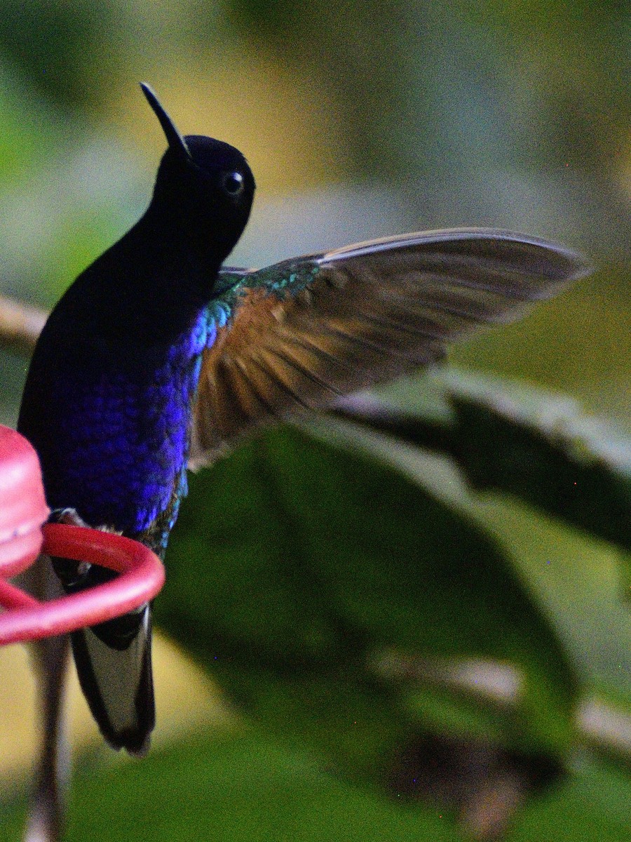 Velvet-purple Coronet - ML638283601