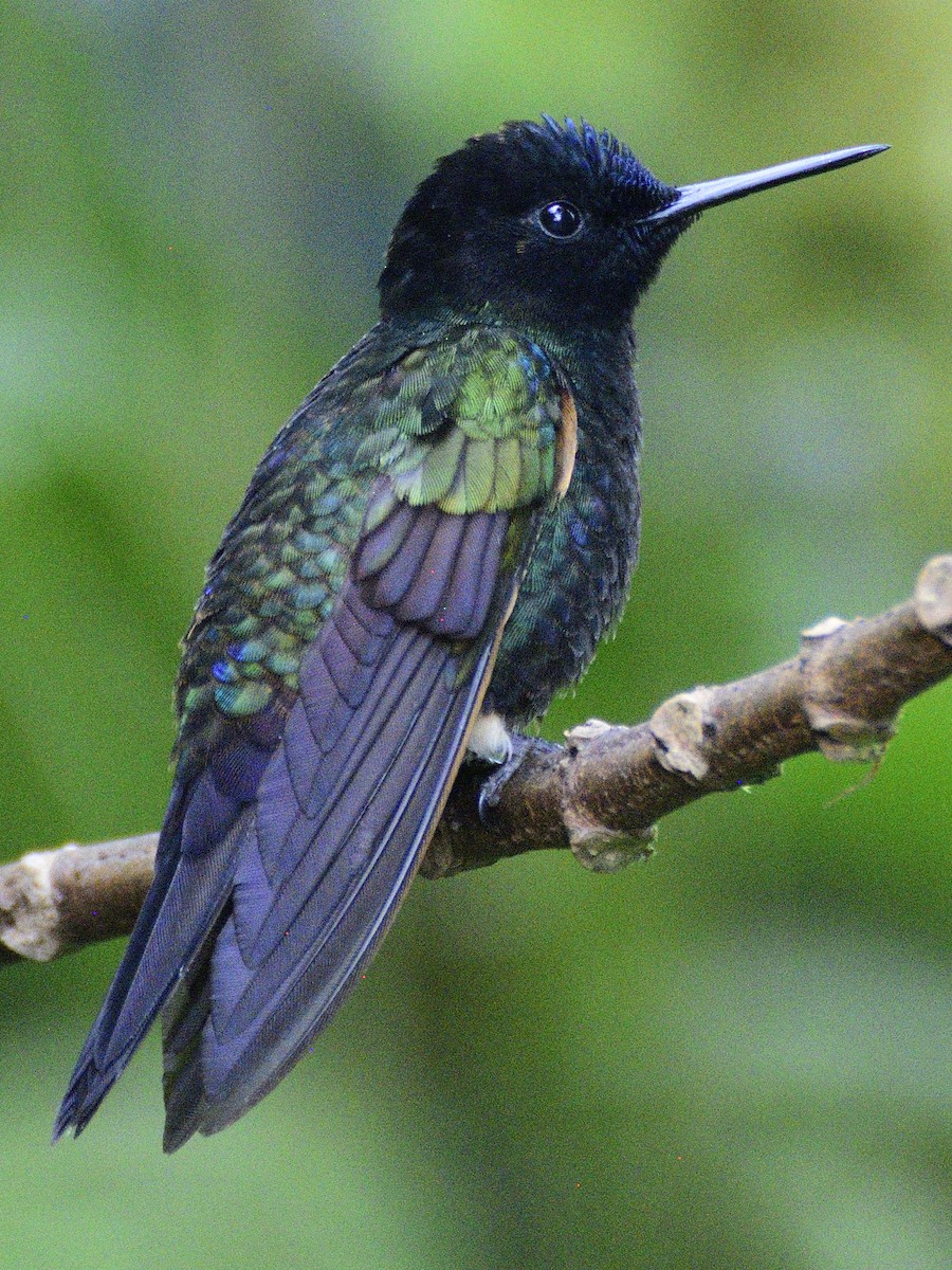 Velvet-purple Coronet - ML638283602