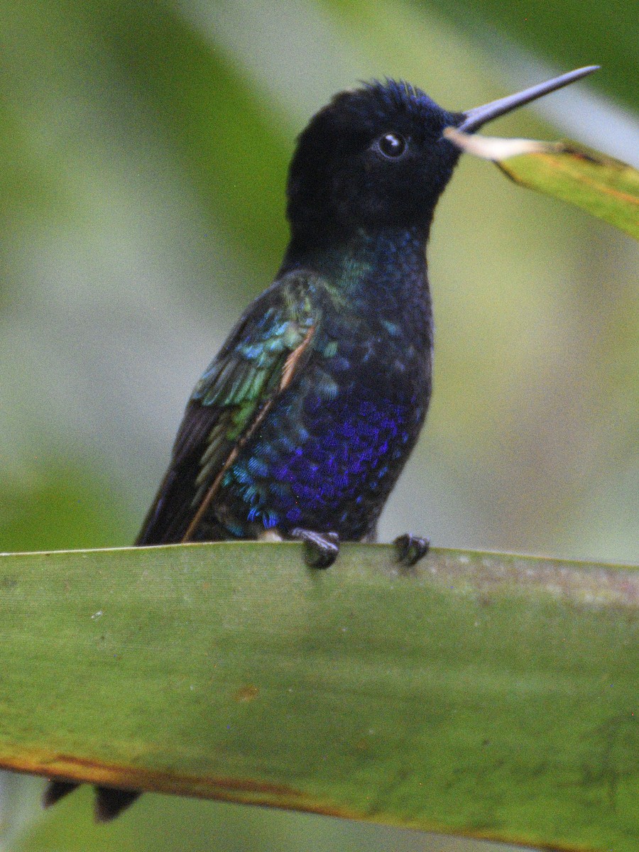 Velvet-purple Coronet - ML638283603