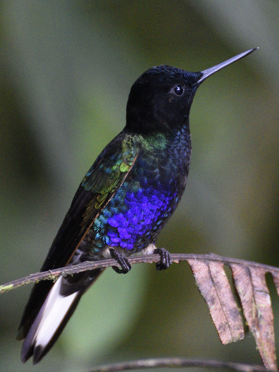 Velvet-purple Coronet - ML638283604