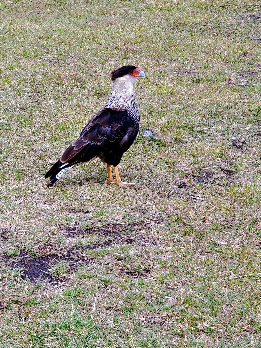 karančo jižní - ML638283609