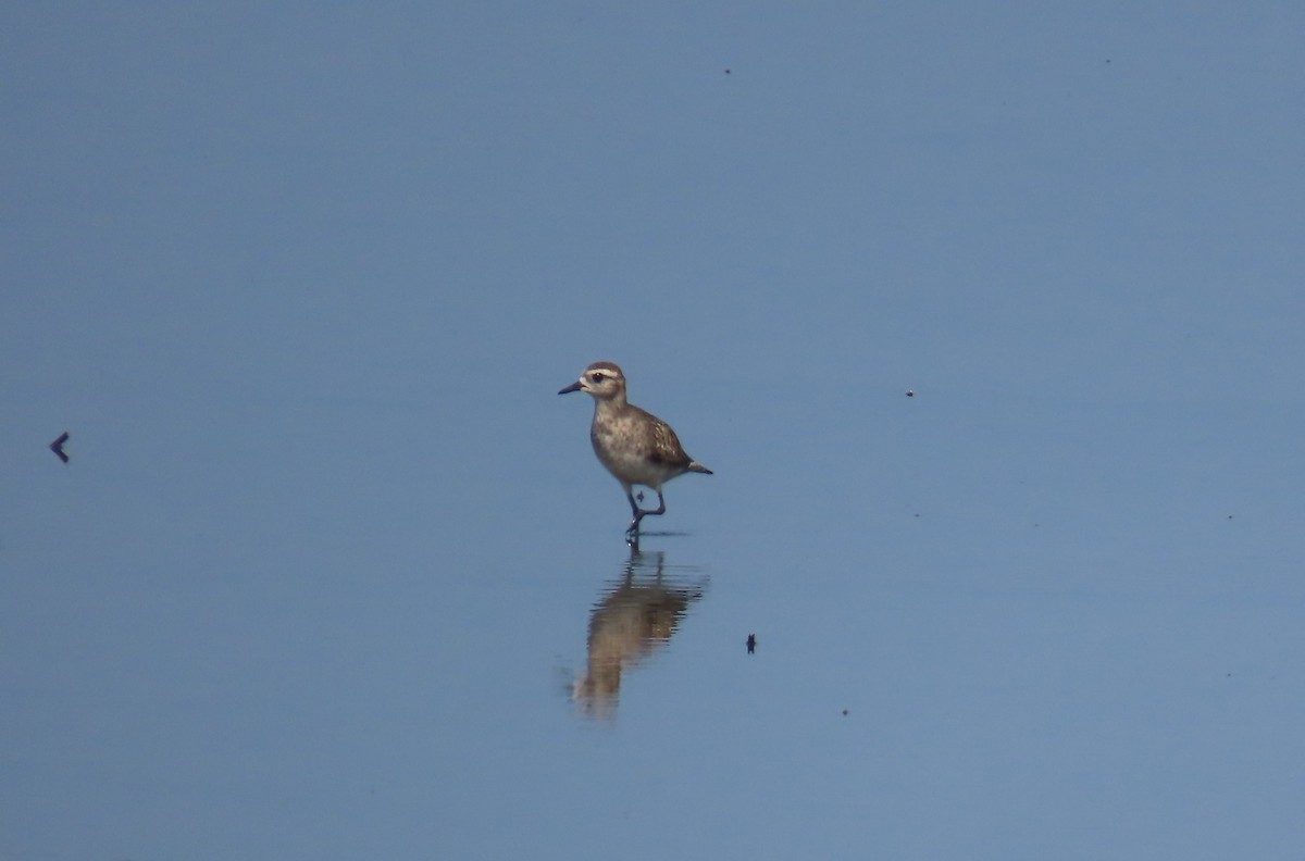 American Golden-Plover - ML638283610