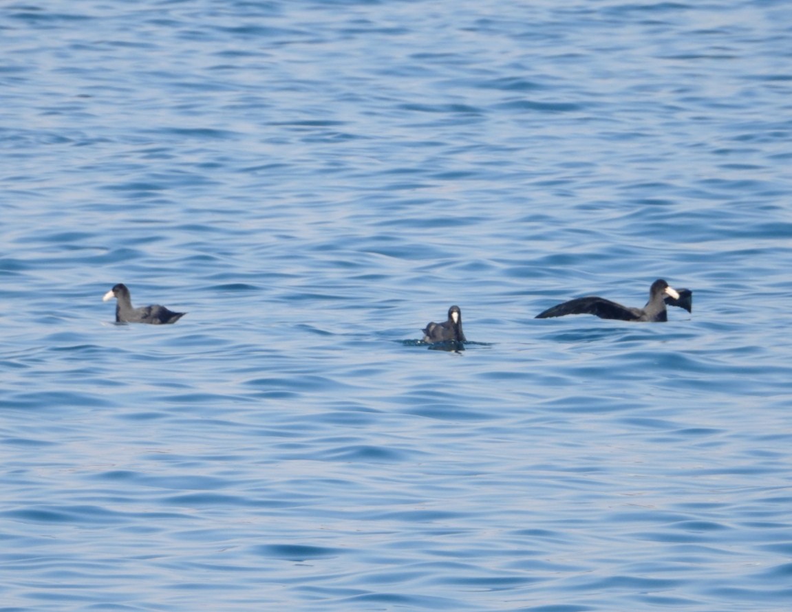 Southern Giant-Petrel - ML638283612