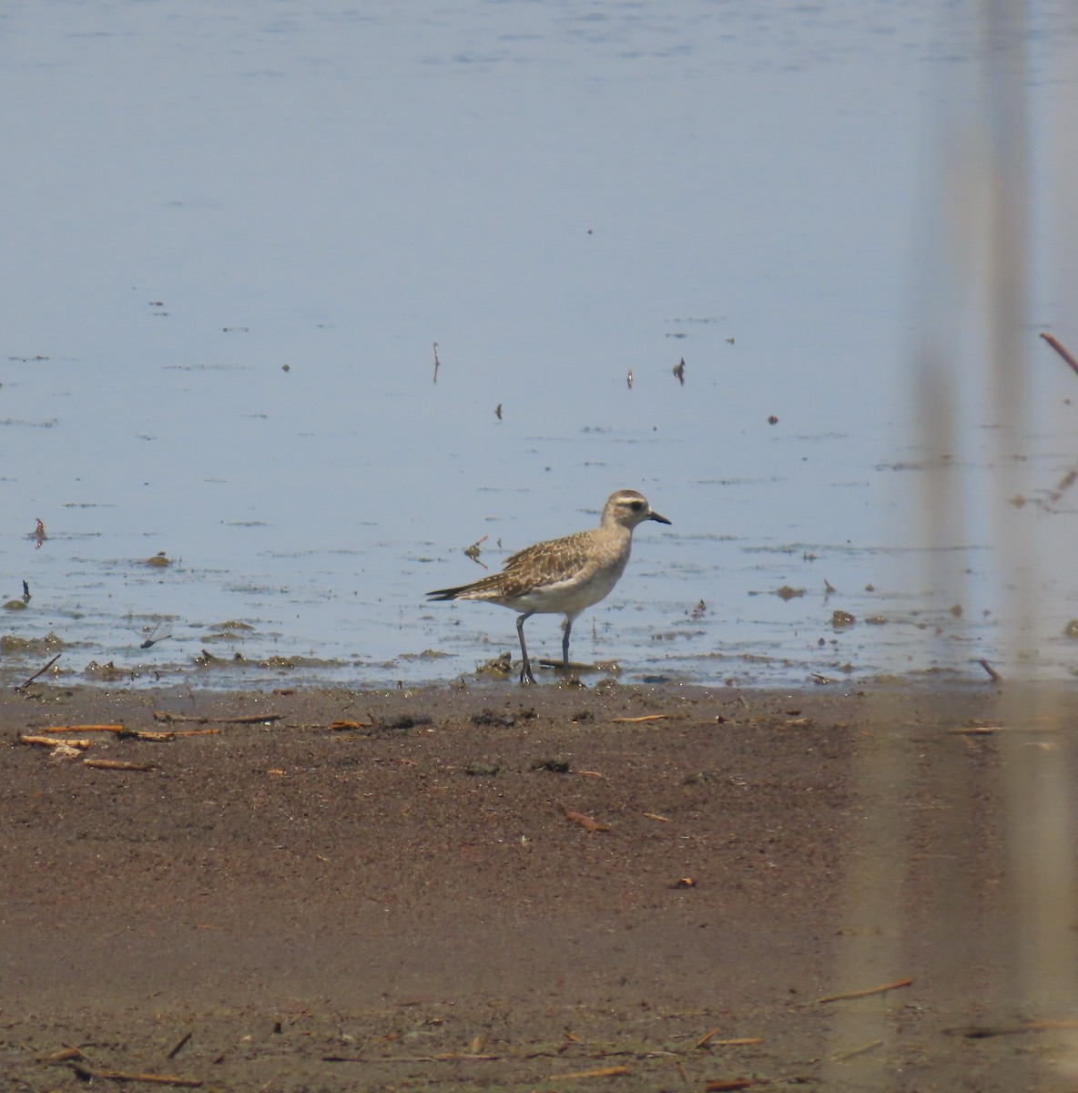 American Golden-Plover - ML638283613