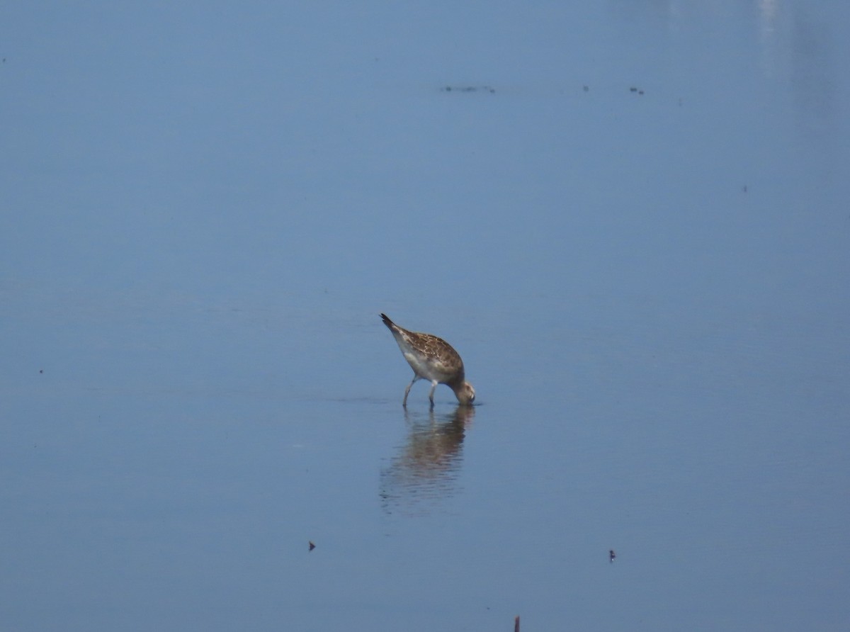 American Golden-Plover - ML638283614