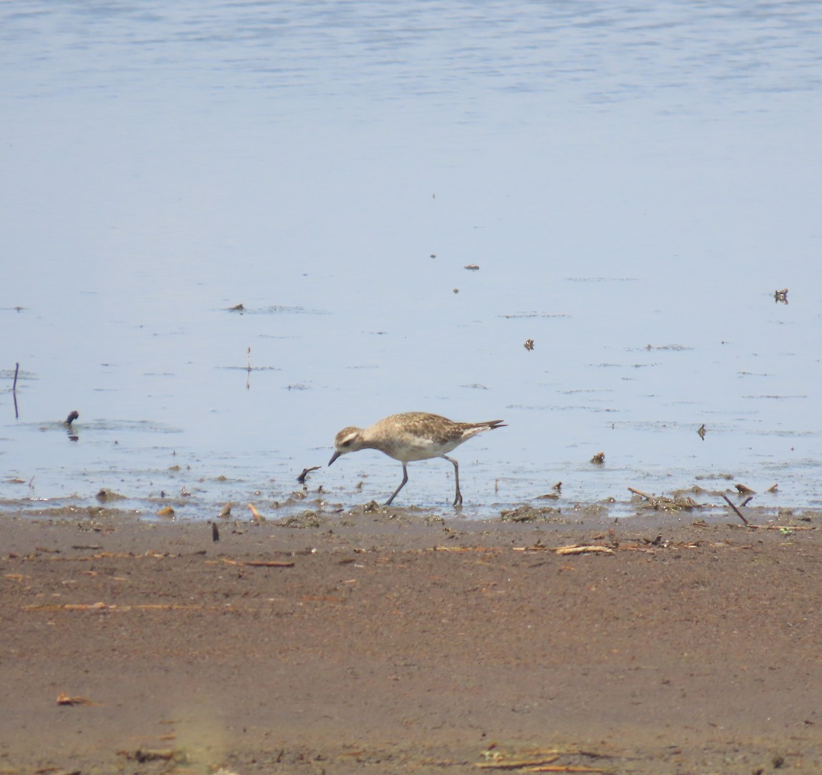 American Golden-Plover - ML638283615