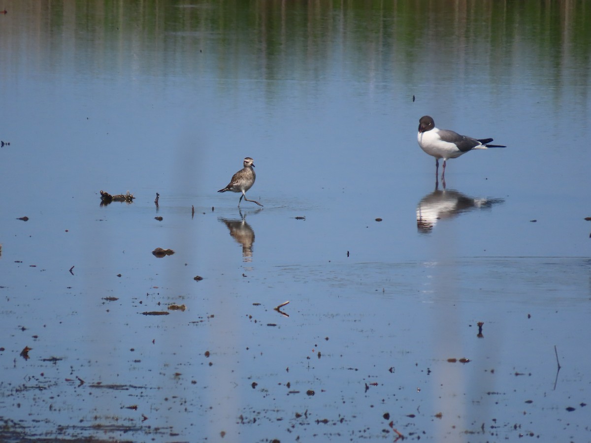 American Golden-Plover - ML638283616