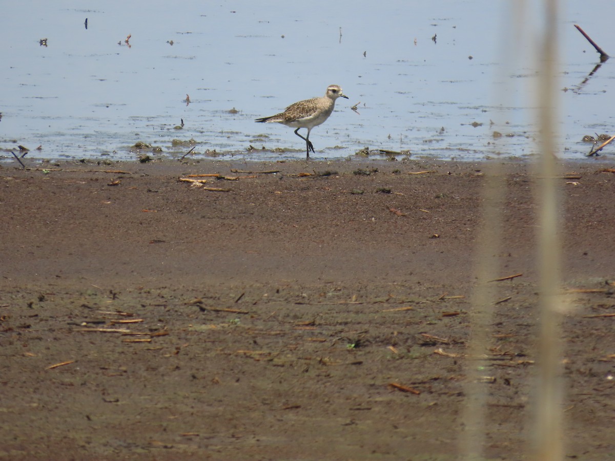 American Golden-Plover - ML638283617