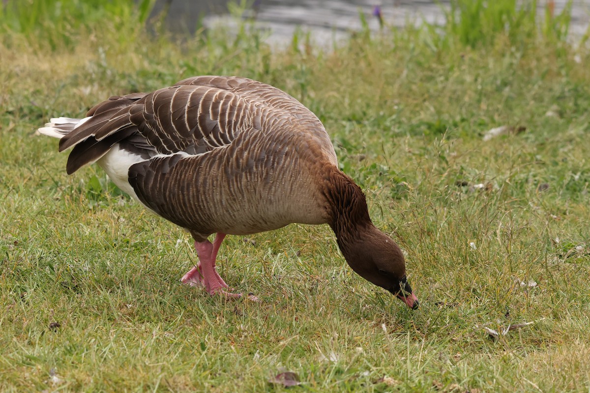 Pink-footed Goose - ML638283637