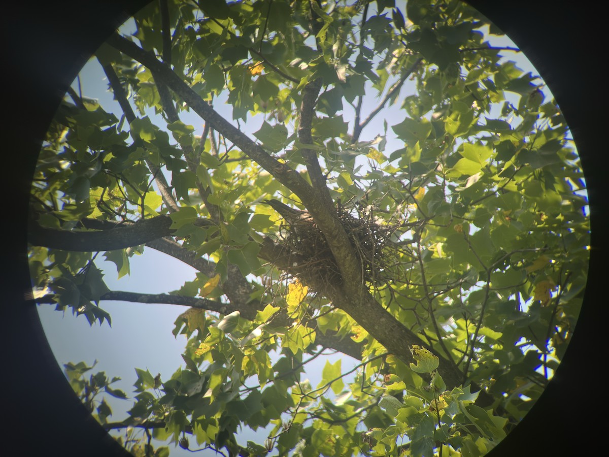 Mississippi Kite - ML638283647