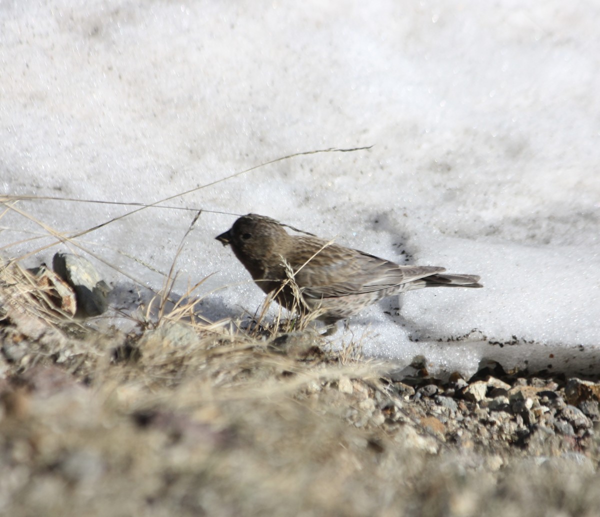 Brown-capped Rosy-Finch - ML638283657