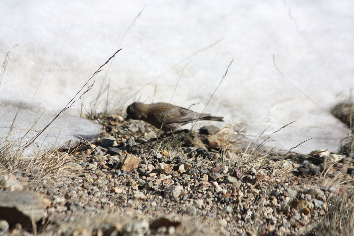 Brown-capped Rosy-Finch - ML638283660