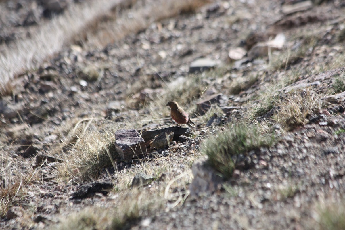 Brown-capped Rosy-Finch - ML638283661
