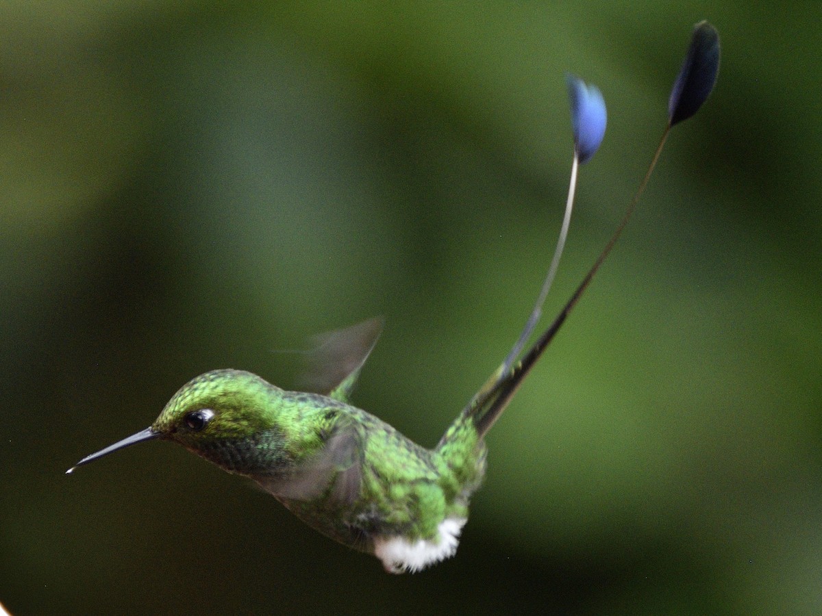 White-booted Racket-tail - ML638283662