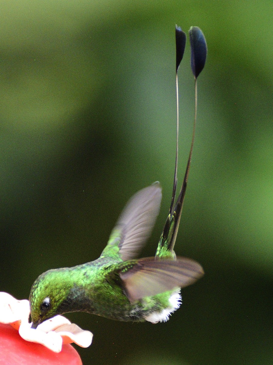 White-booted Racket-tail - ML638283663