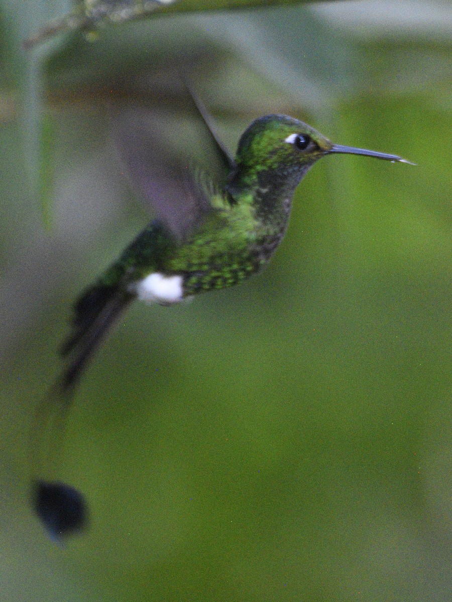 White-booted Racket-tail - ML638283665