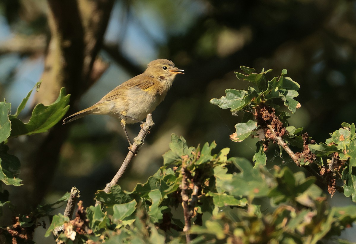 Common Chiffchaff - ML638283667