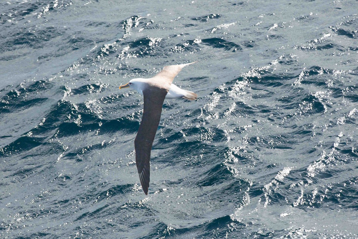 Buller's Albatross - ML638283673