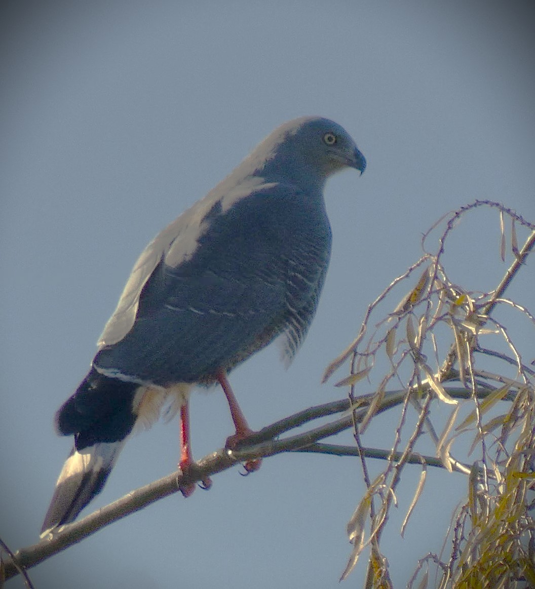 Crane Hawk - ML638283674