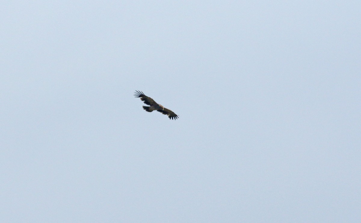 Imperial Eagle - ML638283677