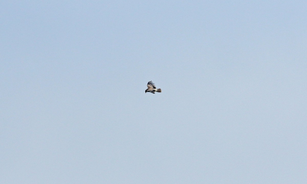 Imperial Eagle - ML638283678