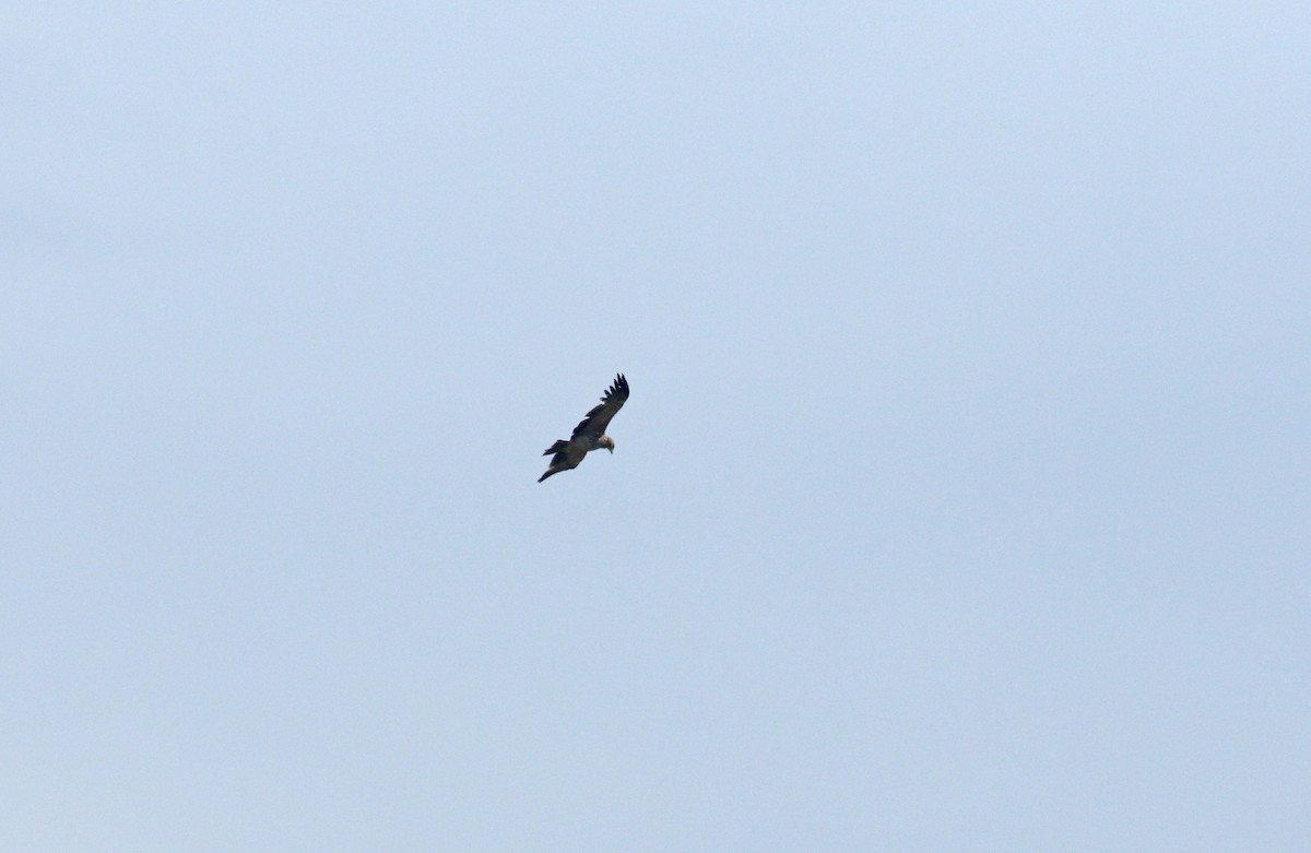 Imperial Eagle - ML638283680