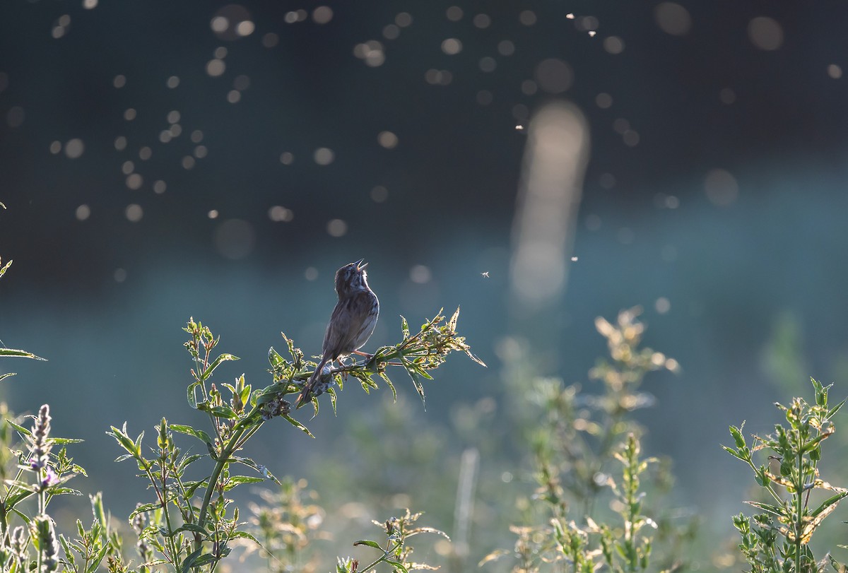 Song Sparrow - ML638283685