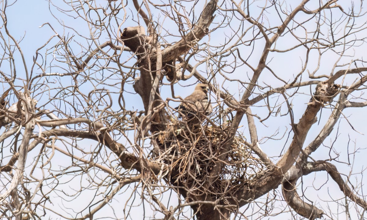 Wahlberg's Eagle - ML638283686