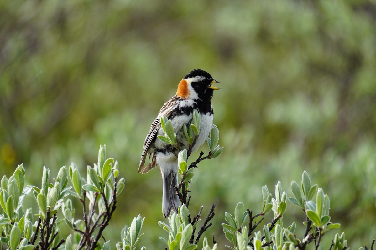 Lapland Longspur - ML638283697