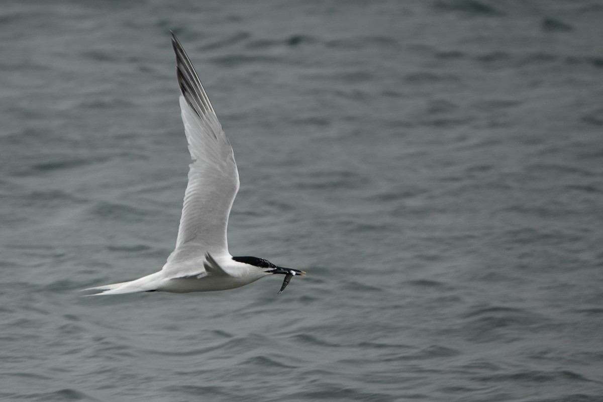 Sandwich Tern - ML638283698