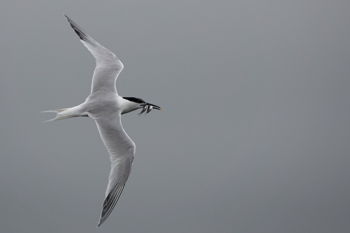Sandwich Tern - ML638283699