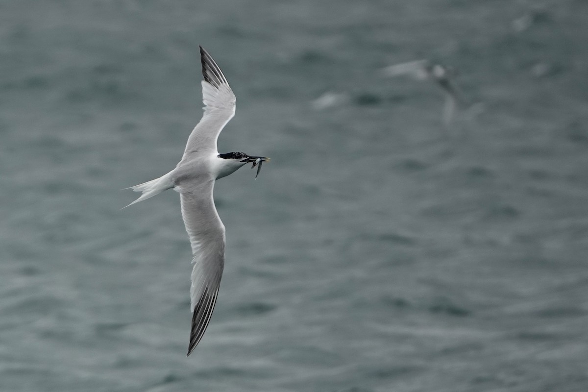 Sandwich Tern - ML638283700