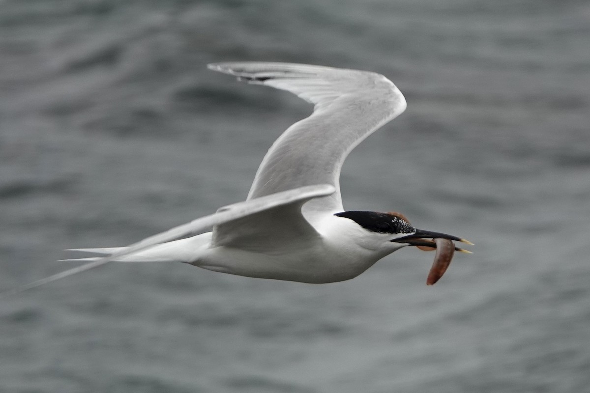 Sandwich Tern - ML638283701