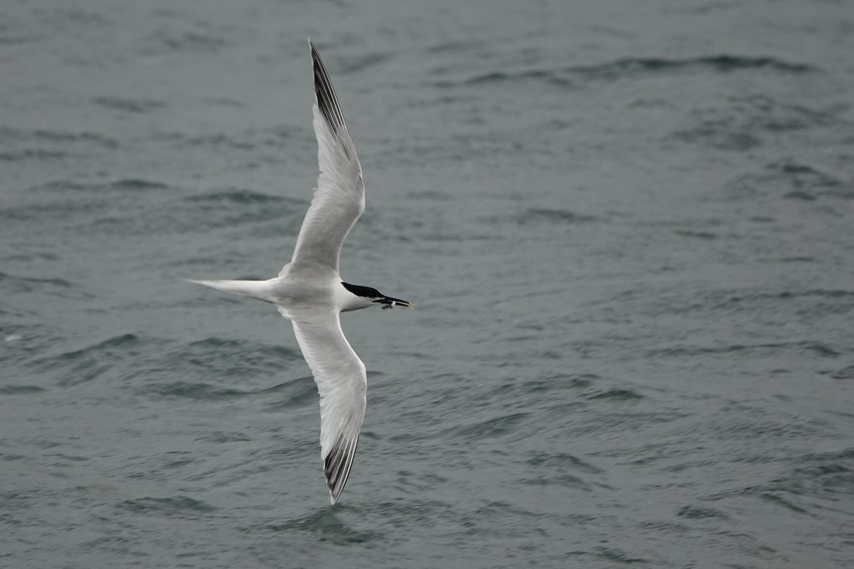 Sandwich Tern - ML638283702