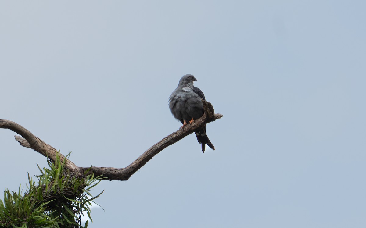 Plumbeous Kite - ML638283703