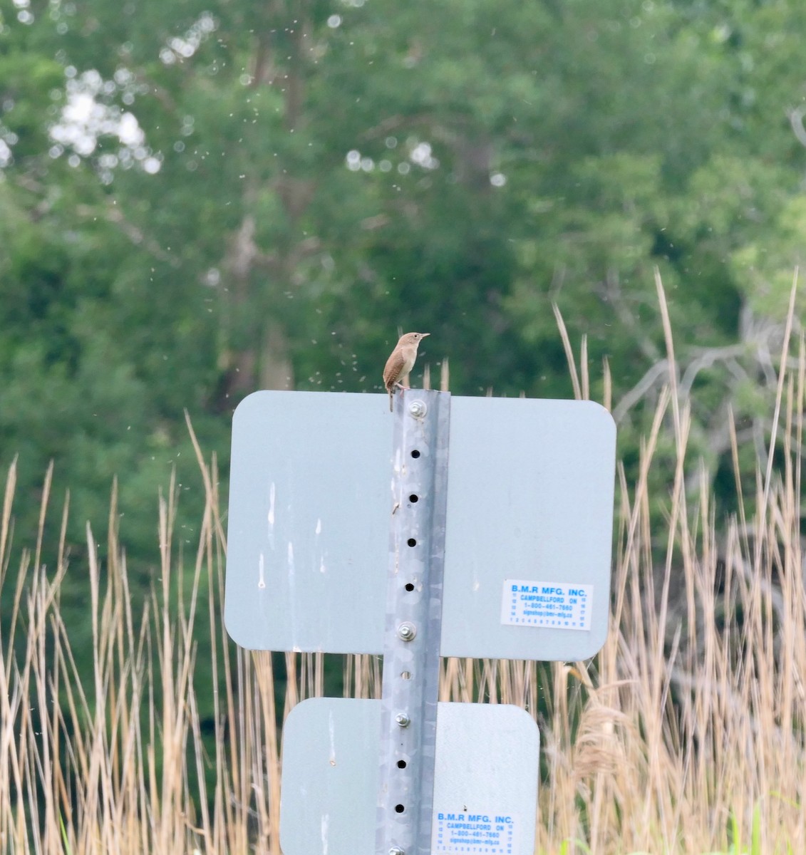 Northern House Wren - ML638283704