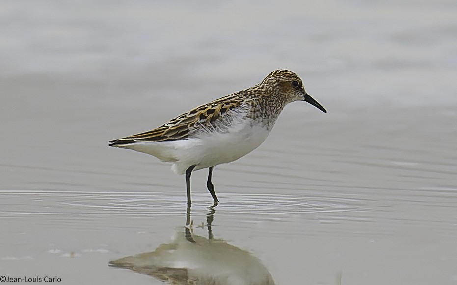 Little Stint - ML638283706