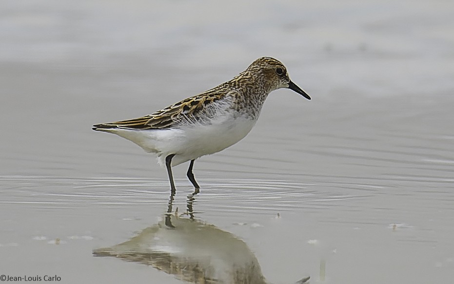 Little Stint - ML638283707