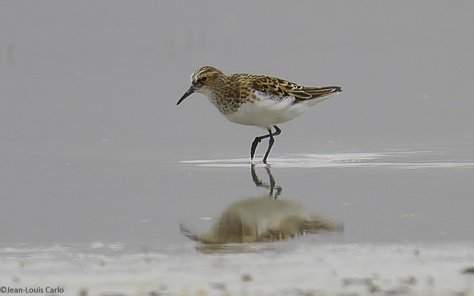 Little Stint - ML638283710