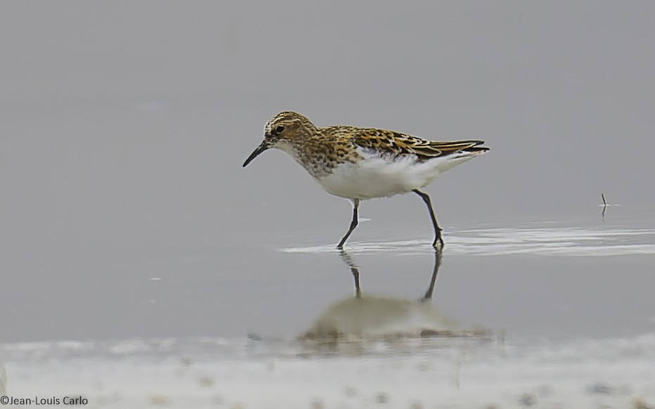 Little Stint - ML638283711