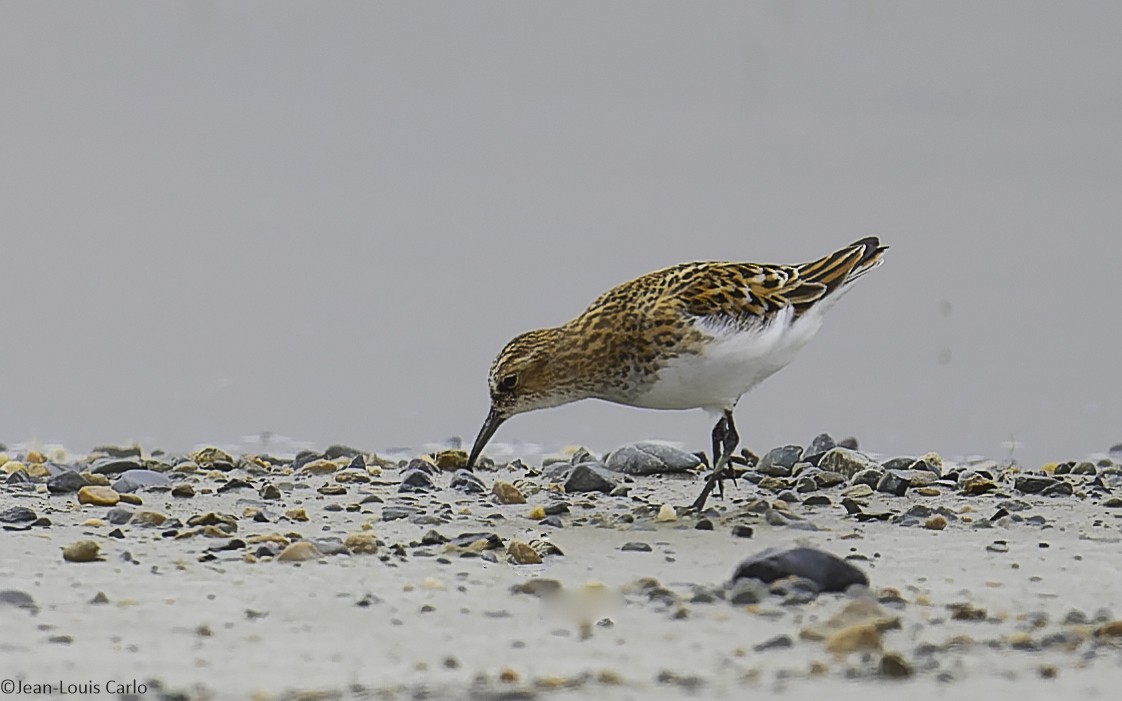 Little Stint - ML638283712