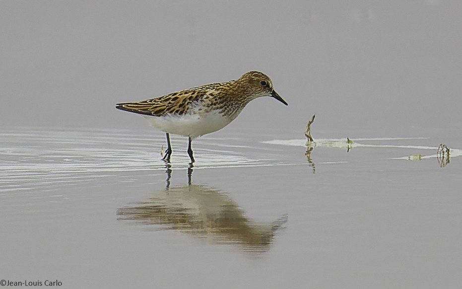 Little Stint - ML638283713